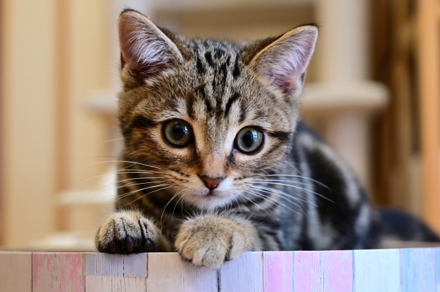 飼い主のQ&A