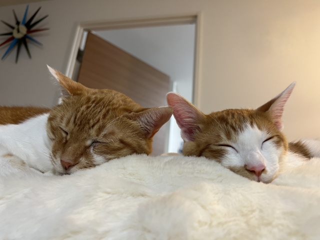 猫の健康寿命をのばす食事と栄養管理の極意：毎日を元気に生きるための完全ガイド
