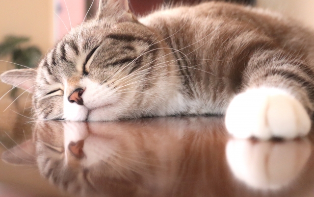猫のしつけ基本