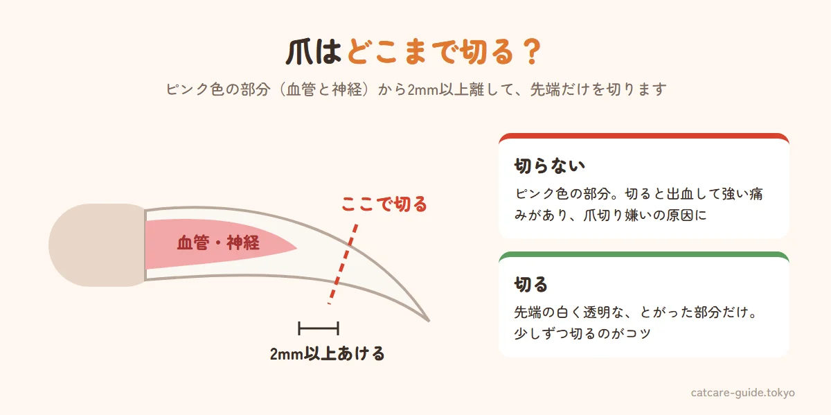 猫の爪の切る位置の図解。爪の根元側には血管と神経が通ったピンク色の部分があり、切るのは先端の白く透明な部分だけ。ピンクの部分から2mm以上離れた位置で先端を切る