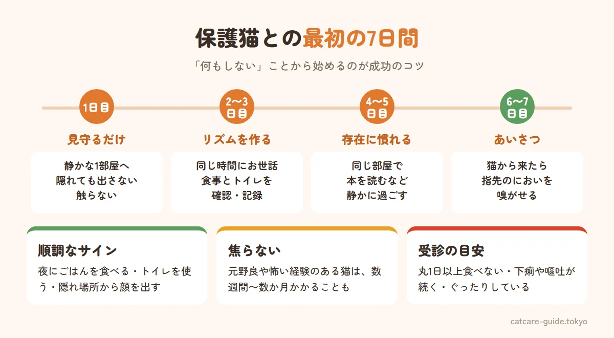 保護猫を迎えた7日間のステップ。1日目は静かな1部屋で見守るだけ、2〜3日目はごはんとトイレを確認し同じ時間にお世話、4〜5日目は声をかけながら近くで過ごす、6〜7日目は猫から近づいてきたら手のにおいを嗅がせる
