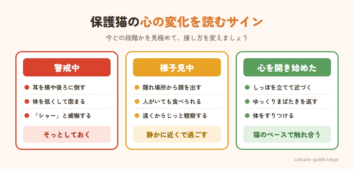保護猫の心の変化を読むサイン。警戒中は耳を倒す・体を低くする・シャーと言う。様子見中は隠れ場所から顔を出す・人がいても食べる・じっと観察する。心を開き始めたらしっぽを立てて近づく・ゆっくりまばたきを返す・体をすりつける・ゴロンとお腹を見せる
