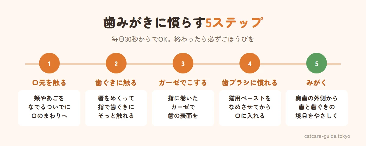 嫌がる猫の歯みがき慣らし5ステップ。口のまわりを触る、唇をめくって歯ぐきに触る、指にガーゼを巻いて歯をこする、猫用歯ブラシを口に入れる、奥歯の外側からみがく。各ステップ数日〜1週間、終わったらごほうび