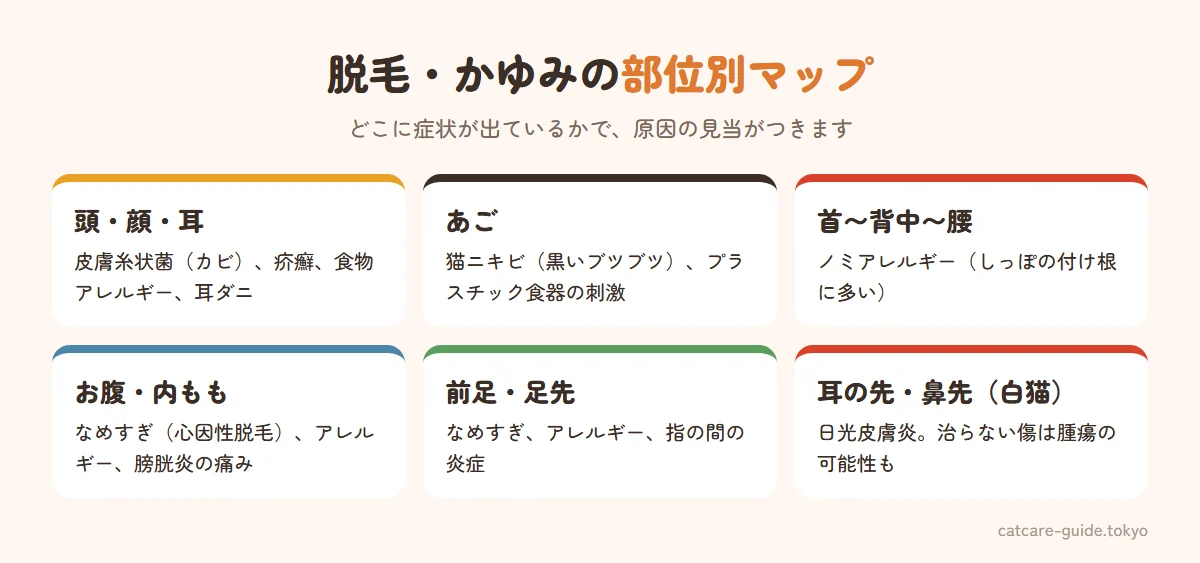 猫の脱毛・皮膚トラブルの部位別マップ。頭・顔・耳は皮膚糸状菌や疥癬、食物アレルギー。あごは猫ニキビ。首から背中・腰・しっぽの付け根はノミアレルギー。お腹・内もも・前足の内側はなめすぎによる心因性脱毛やアレルギー。白い猫の耳の先や鼻先は日光皮膚炎や腫瘍