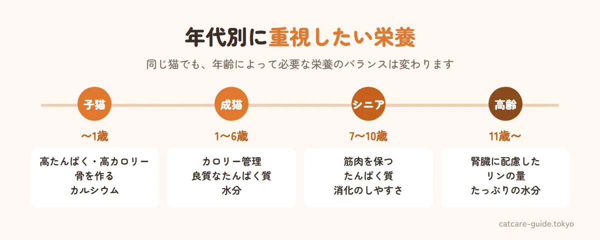 年代別に重視したい栄養。子猫（〜1歳）は成長のための高たんぱく・高カロリーとカルシウム、成猫（1〜6歳）は体重維持のためのカロリー管理と良質なたんぱく質、シニア（7〜10歳）は筋肉を保つたんぱく質と消化のしやすさ、高齢（11歳〜）は腎臓に配慮したリンの量と水分