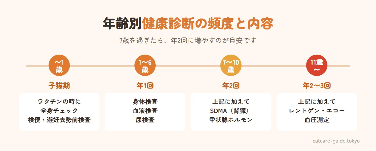 猫の年齢別の健康診断の頻度と内容。子猫期(〜1歳)はワクチンや検便の際に全身チェック、成猫期(1〜6歳)は年1回で身体検査・血液検査・尿検査、シニア期(7〜10歳)は年2回でSDMAや甲状腺ホルモン検査を追加、高齢期(11歳〜)は年2〜3回でレントゲンやエコー・血圧測定も