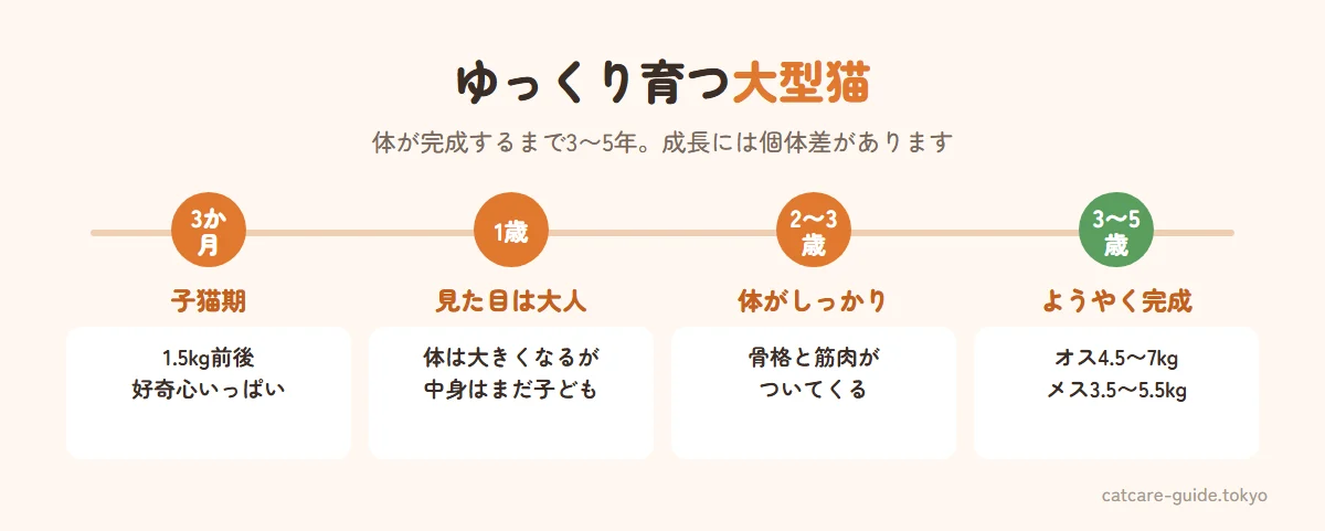 ノルウェージャンフォレストキャットの成長の目安。生後3か月は1.5キロ前後、1歳で体の大きさはほぼ成猫並みだが中身はまだ子ども、2〜3歳で骨格と筋肉がしっかりしてくる、3〜5歳でようやく完成しオスは4.5〜7キロ、メスは3.5〜5.5キロが目安
