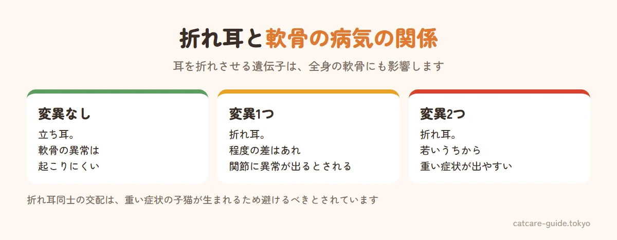 スコティッシュフォールドの折れ耳と骨軟骨異形成症の関係。耳を折れさせる遺伝子の変異は、耳だけでなく全身の軟骨にも影響する。遺伝子を1つ持つ折れ耳の猫も程度の差はあれ関節の異常が出るとされ、2つ持つと重い症状になりやすい。折れ耳同士の交配は避けるべきとされる