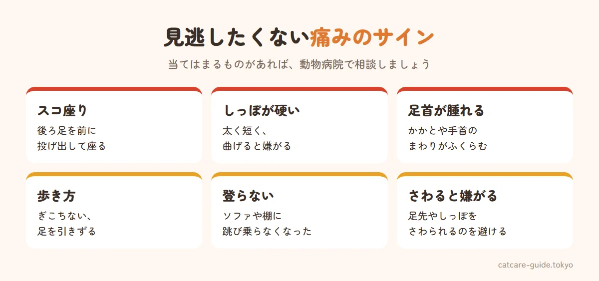スコティッシュフォールドの痛みのサイン。後ろ足を前に投げ出して座るいわゆるスコ座り、しっぽが太く硬く曲がりにくい、足首やかかとが腫れている、歩き方がぎこちない・足を引きずる、高い所に登らなくなった、足やしっぽをさわると嫌がる