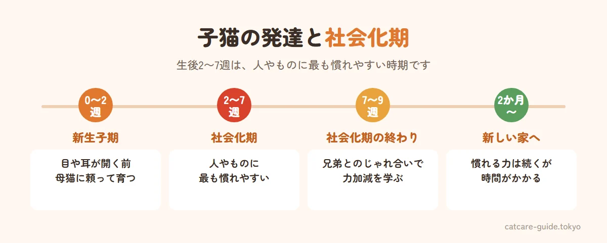 子猫の心と体の発達と社会化期。生後0〜2週は目と耳が開く前で母猫に頼る、2〜7週は社会化期で人やものに最も慣れやすい、7〜9週は社会化期の終わりで兄弟とのじゃれ合いで力加減を学ぶ、生後2〜3か月以降は新しい家に迎えられる時期で慣れる力は続くが時間がかかる