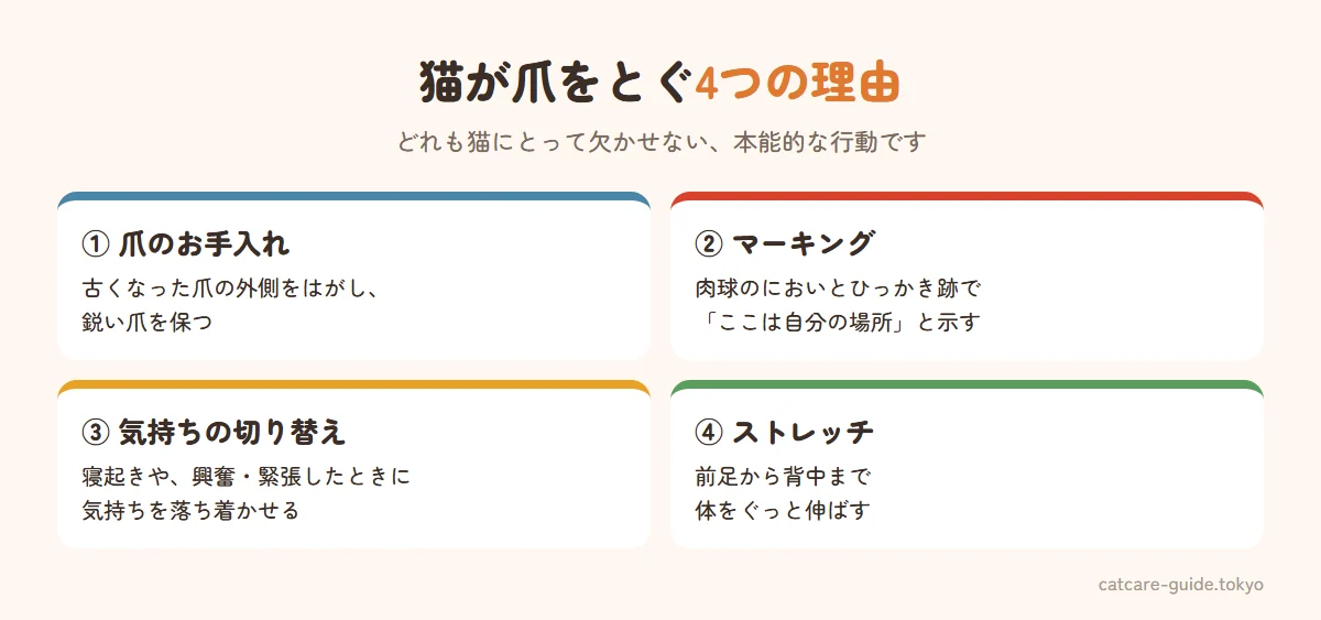 猫が爪をとぐ4つの理由。爪のお手入れで古い爪の外側をはがす、肉球のにおいとひっかき跡で縄張りを示すマーキング、寝起きや興奮したときの気持ちの切り替え、前足から背中を伸ばすストレッチ