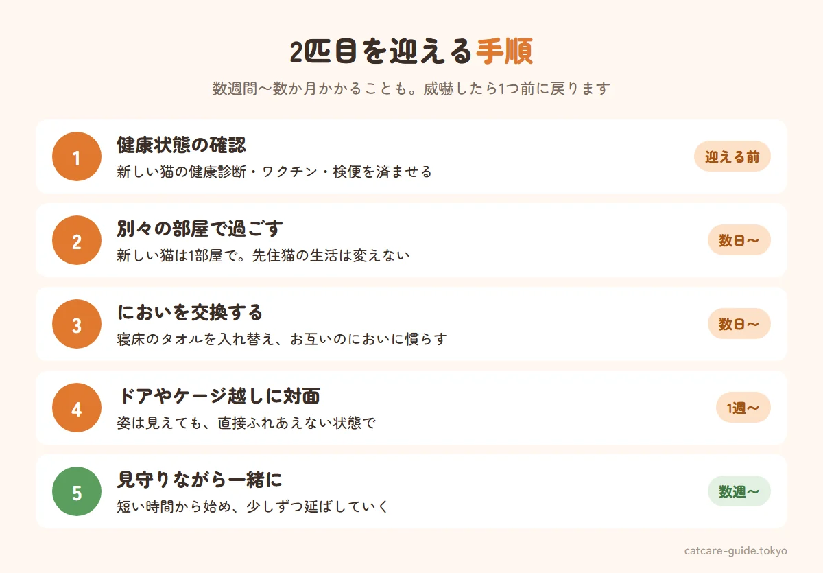 2匹目を迎える手順。迎える前に健康診断とワクチンを確認、最初は別々の部屋で過ごさせる、寝床のタオルを交換してにおいに慣らす、ドアやケージ越しに姿を見せる、飼い主が見守る中で短時間の対面、少しずつ一緒に過ごす時間を延ばす。数週間から数か月かかることもある