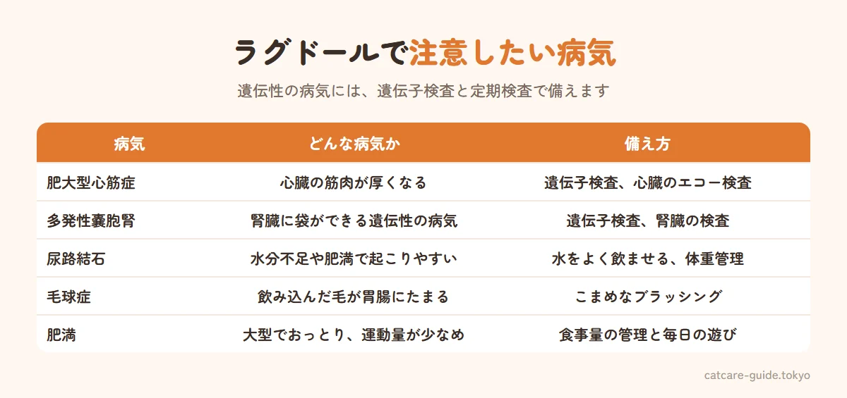 ラグドールで注意したい病気。肥大型心筋症は心臓の筋肉が厚くなる病気で、ラグドールでは関連する遺伝子の変異が知られており、遺伝子検査と定期的な心臓の検査を。多発性嚢胞腎は腎臓に袋ができる遺伝性の病気。尿路結石は水分不足や肥満で起こりやすい。毛球症は長毛のため飲み込んだ毛がたまりやすい。肥満は大型で運動量が少なめなため注意