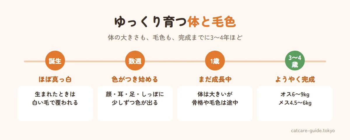 ラグドールの成長と毛色の変化。生まれたときはほぼ真っ白、生後数週間で顔や耳などに色がつき始める、1歳ごろには体は大きいがまだ成長途中、3〜4歳ごろに体と毛色が完成しオスは6〜9キロ、メスは4.5〜6キロほど