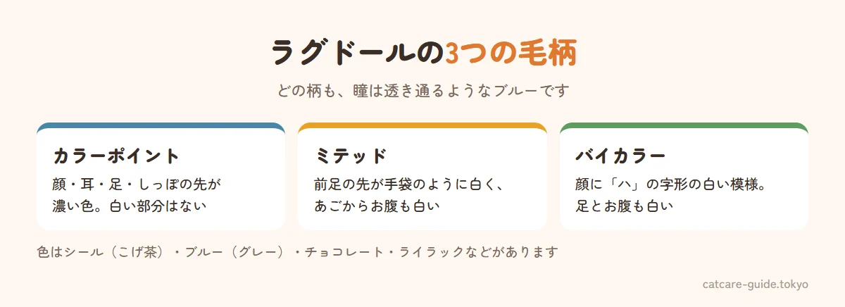 ラグドールの3つの毛柄パターン。カラーポイントは顔・耳・足・しっぽの先が濃い色で白い部分がない。ミテッドはカラーポイントに加えて前足の先が手袋をはめたように白く、あごから胸・お腹も白い。バイカラーは顔にハの字形の白い模様があり、足とお腹が白い。色はシール・ブルー・チョコレート・ライラックなど。どの柄も瞳はブルー