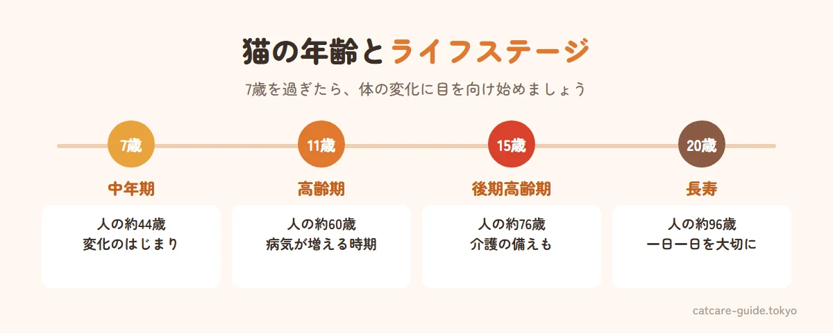 猫のライフステージと人間の年齢の目安。7歳は人間の約44歳で中年期のはじまり、11歳は約60歳で高齢期、15歳は約76歳で後期高齢期、20歳は約96歳。7歳からは年2回の健康診断がすすめられる