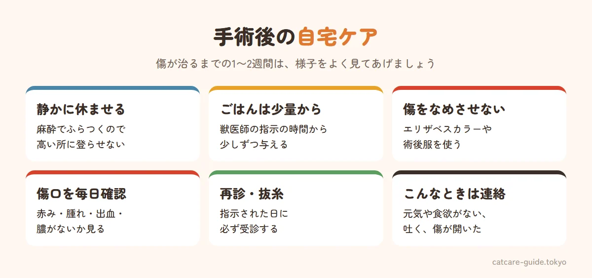 手術後の自宅でのケア。帰宅した日は静かな部屋で休ませ、麻酔の影響でふらつくので高い所に登らせない。ごはんは獣医師の指示の時間から少量ずつ。傷口をなめないようエリザベスカラーや術後服を使う。傷口の赤み・腫れ・出血・膿がないか毎日確認。抜糸や再診は指示どおりに。元気や食欲がない、吐くなどがあれば病院へ連絡