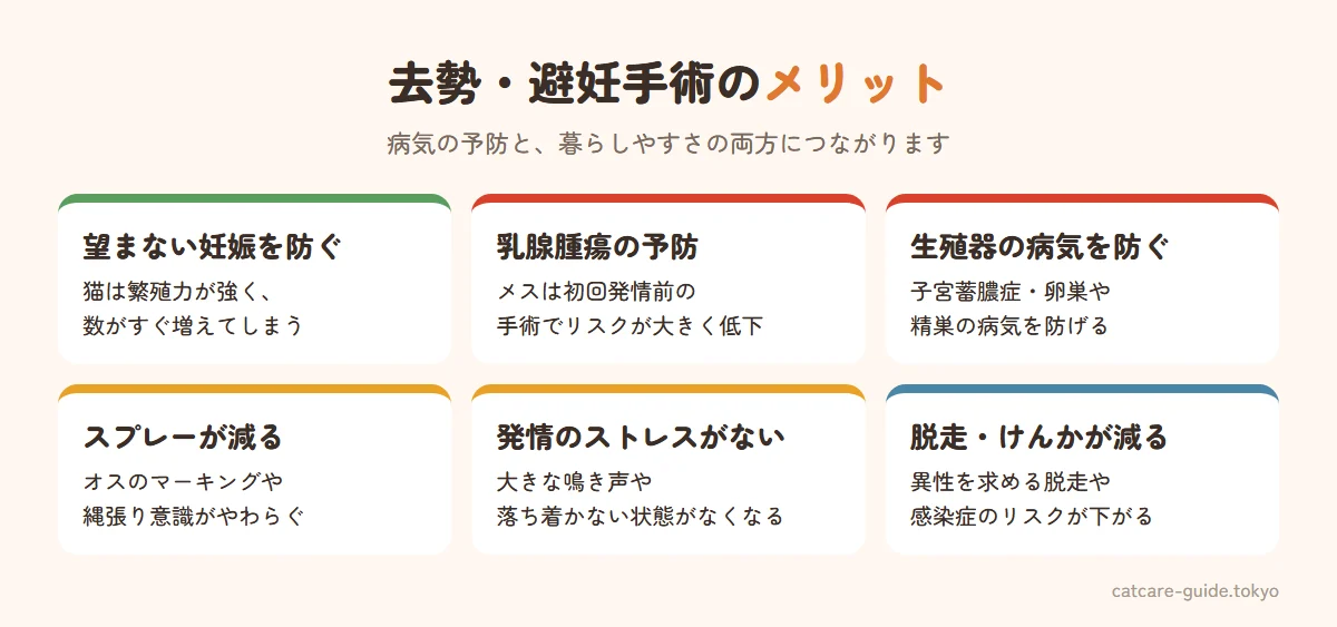 猫の去勢・避妊手術のメリット。望まない妊娠を防ぐ、メスは初回発情前の手術で乳腺腫瘍のリスクが大きく下がり子宮蓄膿症や卵巣の病気も防げる、オスは精巣の病気を防げる、スプレー行動やマーキングが減る、発情期の大きな鳴き声やストレスがなくなる、脱走やけんかが減り猫エイズなどの感染リスクも下がる