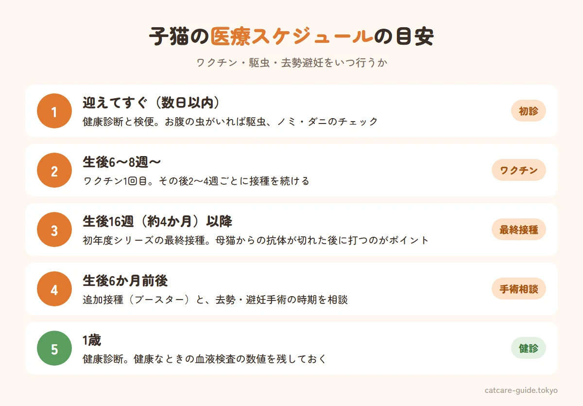 子猫の医療スケジュールの目安。迎えたらすぐ健康診断と検便・駆虫、生後6〜8週から2〜4週ごとにワクチンを接種し最終接種は16週齢以降、生後6か月前後に追加接種と去勢避妊手術の相談、1歳で健康診断