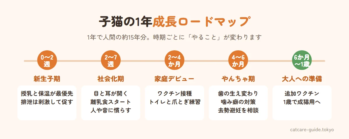子猫の成長ロードマップ。生後0〜2週は授乳と保温、2〜7週は社会化期で離乳開始、2〜4か月はワクチンと家庭デビュー、4〜6か月は歯の生え変わりと去勢避妊の相談、6か月〜1歳は成猫用フードへの準備