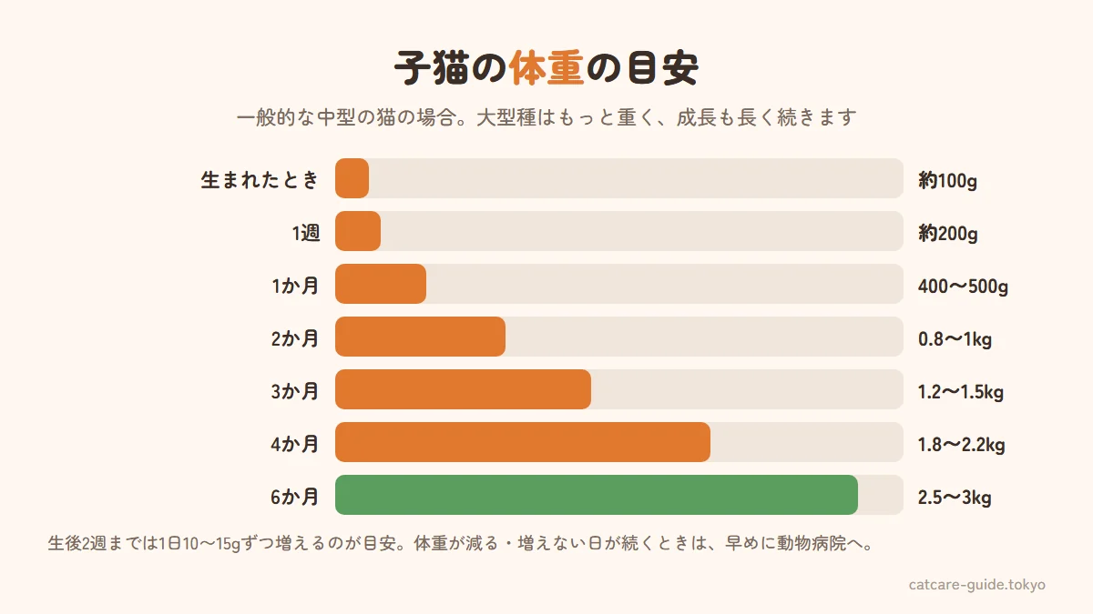 子猫の月齢別体重の目安。生まれたとき約100g、1週で約200g、1か月で約400〜500g、2か月で約0.8〜1kg、3か月で約1.2〜1.5kg、4か月で約1.8〜2.2kg、6か月で約2.5〜3kg