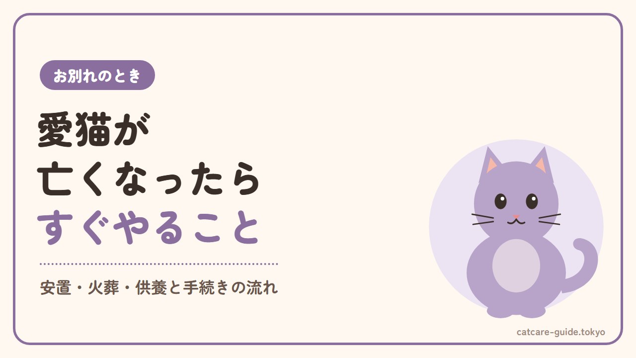 愛猫が亡くなったらすぐやること