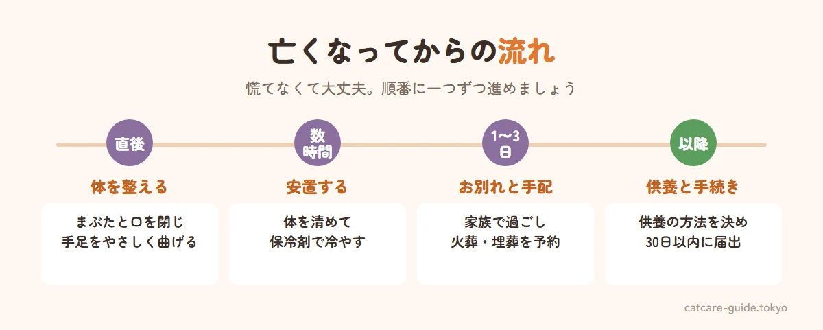愛猫が亡くなってからの流れ。亡くなった直後はまぶたと口を閉じ、手足をやさしく曲げて体を整える。数時間以内に体を清めて安置し、保冷剤で冷やす。1〜3日の間に家族でお別れの時間を過ごし、火葬や埋葬の方法を決めて予約する。火葬・埋葬のあとは供養をし、30日以内にマイクロチップの死亡届などの手続きをする