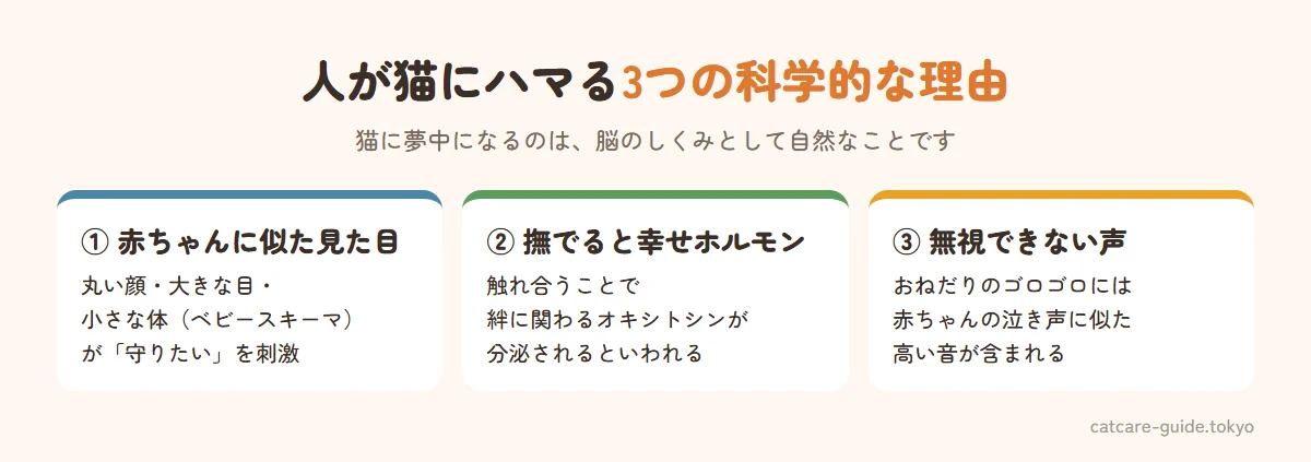 人が猫にハマる3つの科学的な理由。見た目がベビースキーマ（丸い顔・大きな目・小さな体）で守りたくなる、猫を撫でると愛情に関わるホルモンのオキシトシンが分泌されるといわれる、おねだりのゴロゴロ音には赤ちゃんの泣き声に似た高い音が含まれ無視しにくいという研究がある